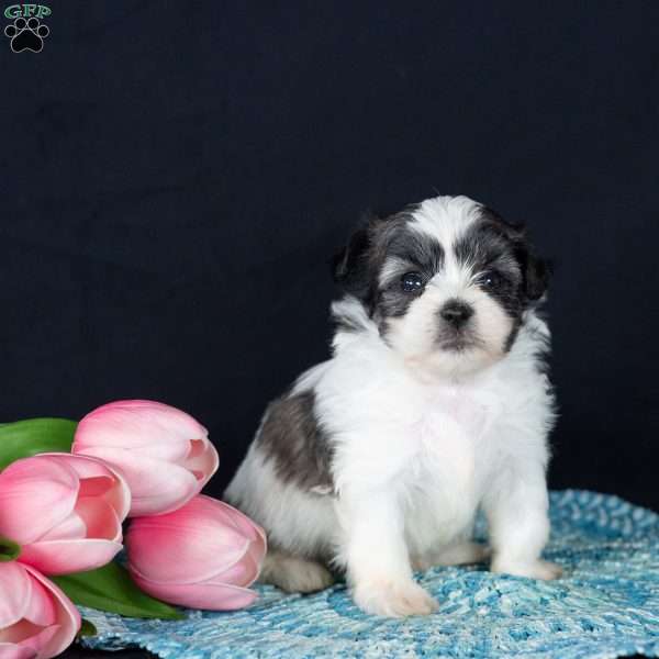 Patches (Tiny), Teddy Bear Puppy